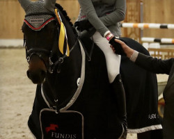 jumper Niarado Lille Lunden (Danish Warmblood, 2015, from Diarado)