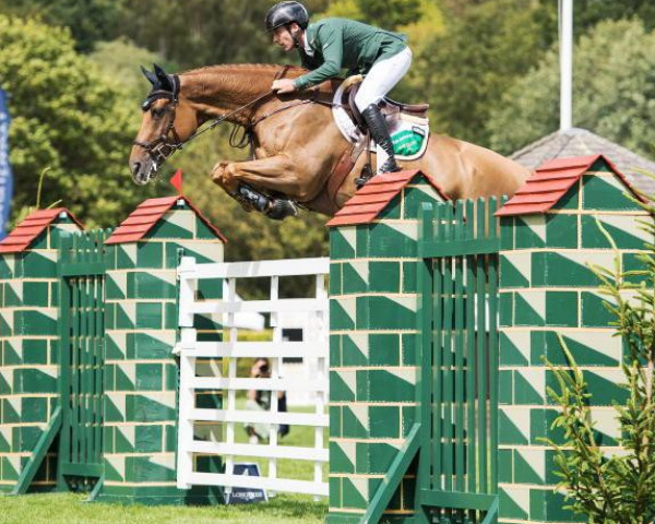 Springpferd Grs Lady Amaro (Irish Sport Horse, 2013, von Amaretto D'Arco)