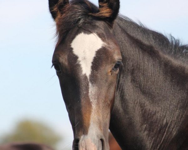 Springpferd Carlista K (Hannoveraner, 2022, von Cornet's Quaprice)