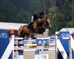 jumper Toulayna (Zangersheide riding horse, 2014, from Toulon)
