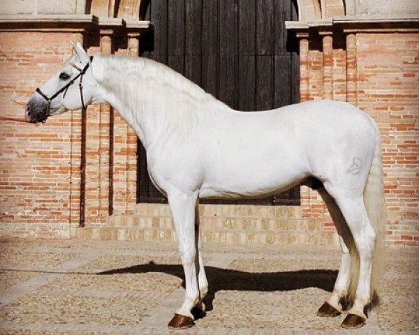 stallion Yaco II (Pura Raza Espanola (PRE),  , from Pampero V)