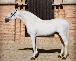 stallion Yaco II (Pura Raza Espanola (PRE),  , from Pampero V)