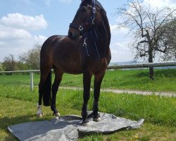 Zuchtstute Rubina (Hessisches Warmblut, 1998, von Rubin Star N)