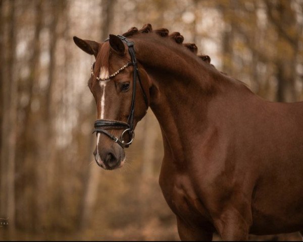 dressage horse Wyanet 7 (German Sport Horse, 2019, from Best of Gold)