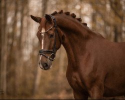 dressage horse Wyanet 7 (German Sport Horse, 2019, from Best of Gold)