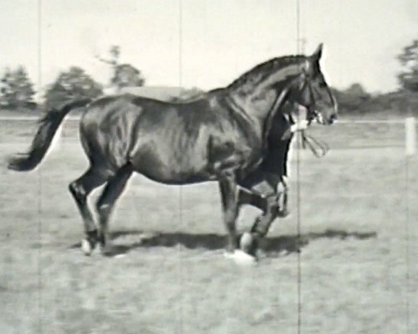 stallion Gondoliere (Trakehner, 1930, from Irrlehrer)