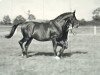 stallion Gondoliere (Trakehner, 1930, from Irrlehrer)