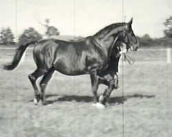 Deckhengst Gondoliere (Trakehner, 1930, von Irrlehrer)