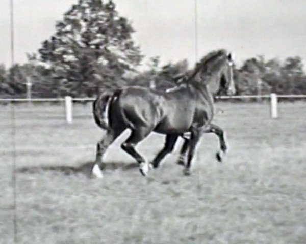 stallion Lohgerber (Holsteiner, 1942, from Lohengrin)