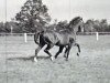 stallion Lohgerber (Holsteiner, 1942, from Lohengrin)
