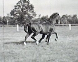 Deckhengst Lohgerber (Holsteiner, 1942, von Lohengrin)