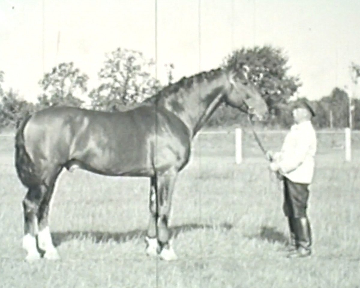 stallion Lossberg III (Holsteiner, 1946, from Loretto)