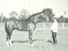 stallion Lossberg III (Holsteiner, 1946, from Loretto)