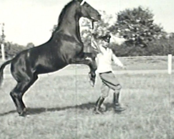 stallion Heidedichter (Trakehner, 1938, from Heidfeuer)