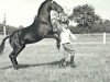 stallion Heidedichter (Trakehner, 1938, from Heidfeuer)