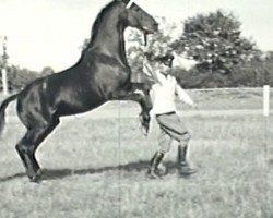 Deckhengst Heidedichter (Trakehner, 1938, von Heidfeuer)