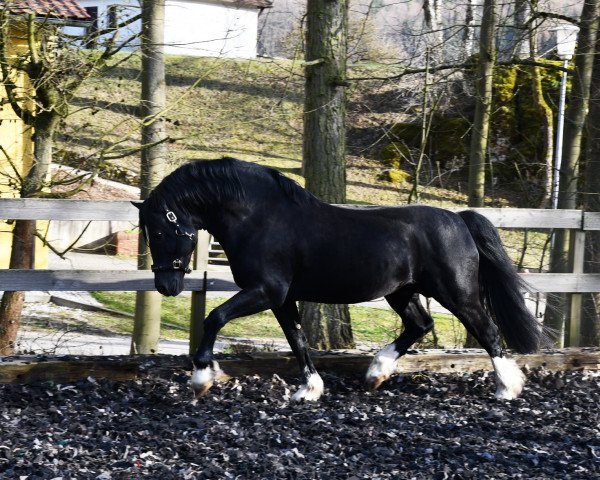 stallion Medrus Keltic Knight (Welsh-Cob (Sek. D), 2006, from Abercippyn Victor's Last)