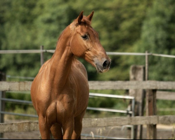 dressage horse Campino (Andalusier, 2009)