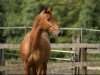 dressage horse Campino (Andalusier, 2009)