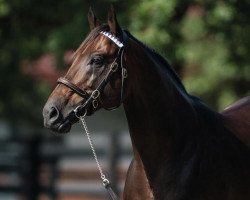 stallion Nyquist xx (Thoroughbred, 2013, from Uncle Mo xx)