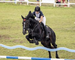 stallion Kings (Latvian Warmblood, 2013, from Coleo)