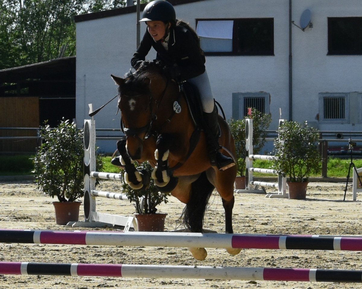 jumper Little Bubble B (German Riding Pony, 2011, from Like Luxus)