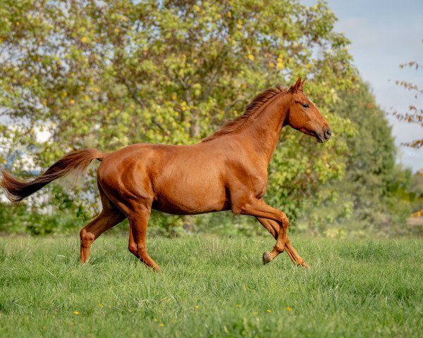 Pferd Walisto W (Hannoveraner, 2019, von Weltjunge)