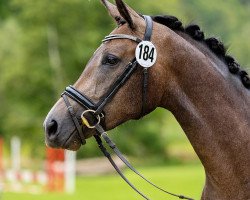 horse Nachtglocke (Trakehner, 2020, from Interconti)