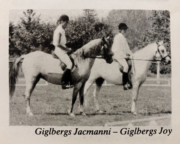 Zuchtstute Giglbergs Jacamanni (Deutsches Reitpony, 1981, von Downland Chorister)