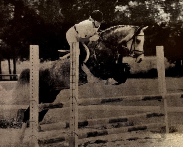 dressage horse Giglbergs Miss Joy (Welsh-Pony (Section B), 1989, from Home 'T' Ranch Yves Royalist)