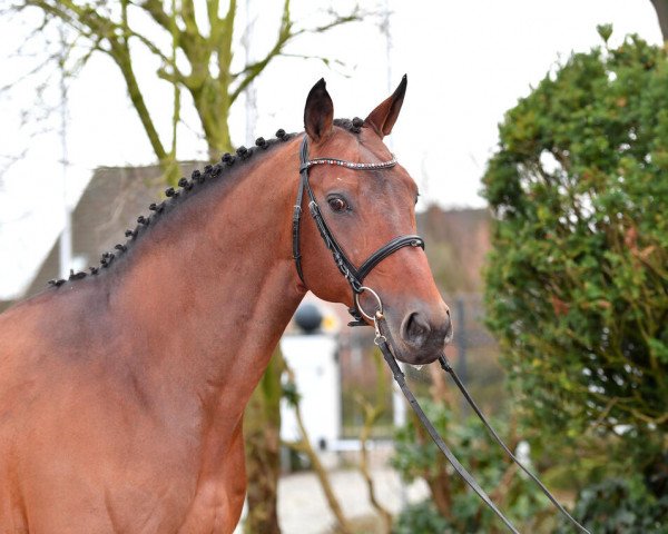 stallion Casanova de Beaufour DXB (Selle Français, 2009, from Kashmir van't Schuttershof)