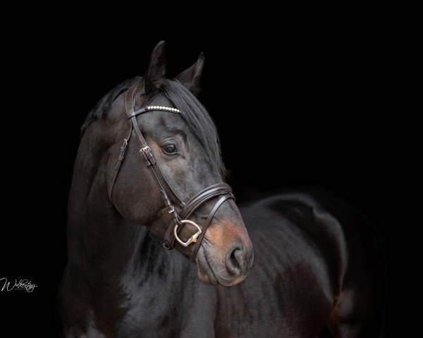 jumper Velaris Z (Zangersheide riding horse, 2019, from Vivaldi du Seigneur)