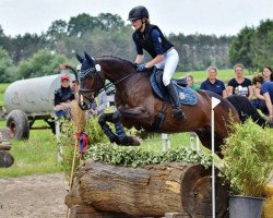 Springpferd Hippo's Sotchi (Trakehner, 2012, von Olivander 2)