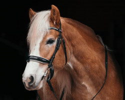 Dressurpferd Wallino S (Haflinger, 2018, von Wero)