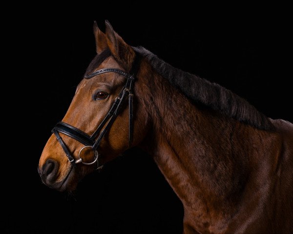 Pferd Pferdinandt XX (Irish Sport Horse, 2016, von Watar xx)