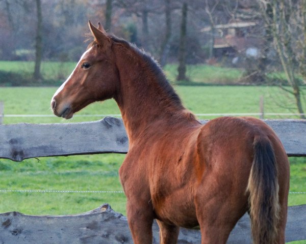 foal by Eddie (Hanoverian, 2023, from Emerald van 't Ruytershof)