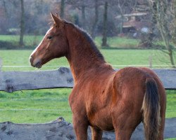 Springpferd Eddie (Hannoveraner, 2023, von Emerald van 't Ruytershof)