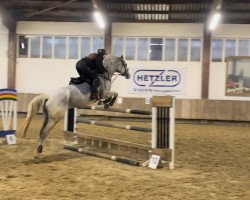 jumper Coco K (Hanoverian, 2009, from Champion For Pleasure)