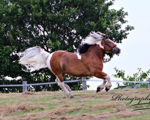 broodmare Kalina (Polish Heavy Draft, 2007)