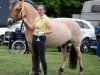 eventing horse Silian (Fjord Horse, 2018)