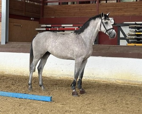 jumper Chacoonator (Oldenburg show jumper, 2021, from Chacoon Blue)