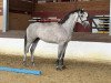 jumper Chacoonator (Oldenburg show jumper, 2021, from Chacoon Blue)