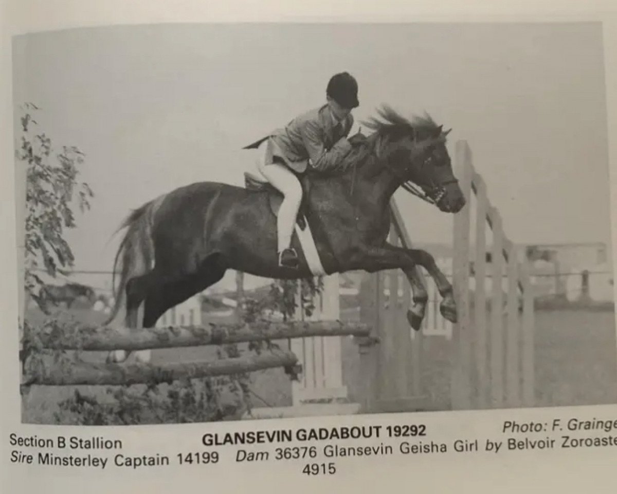 stallion Glansevin Gadabout (Welsh, 1978, from Minsterley Captain)