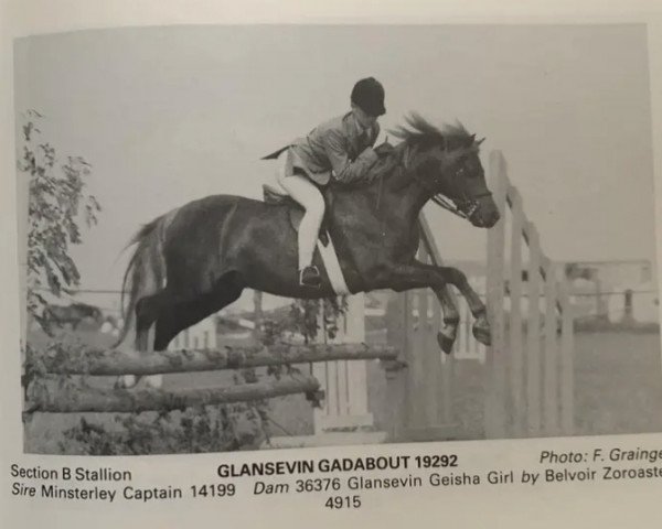 Deckhengst Glansevin Gadabout (Welsh, 1978, von Minsterley Captain)