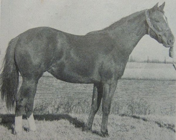 Zuchtstute Dynago Miss (Quarter Horse, 1958, von Go Man Go)