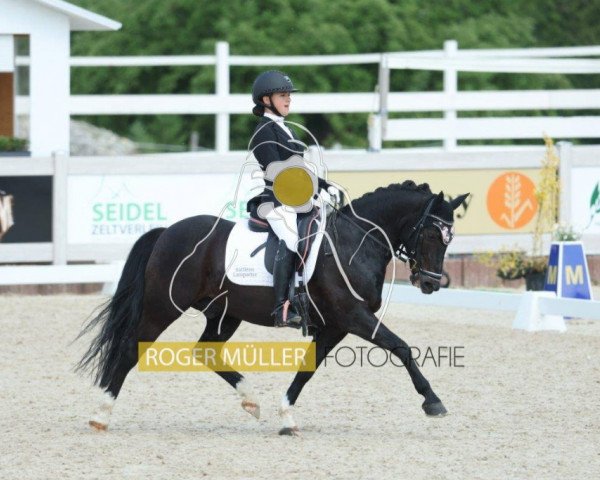 dressage horse Blacky 1005 (German Riding Pony, 2007)