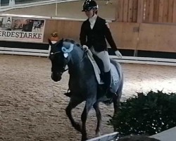 dressage horse Kartoffelbrei (German Riding Pony, 2012, from Beka's Rubin)