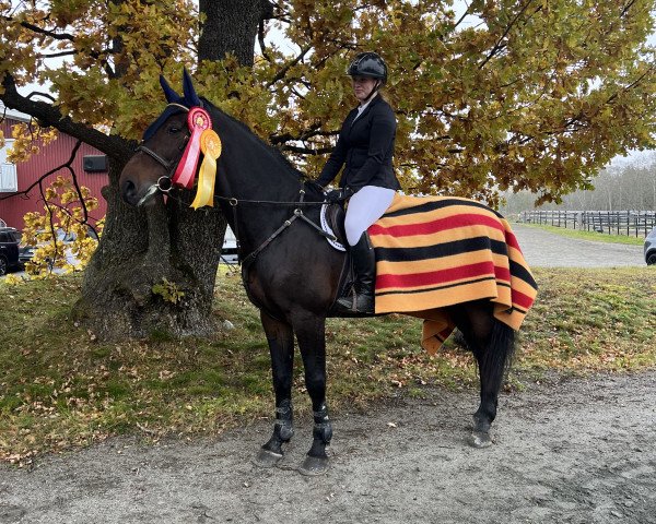jumper Colosseo 4 (Holsteiner, 2008, from Contender)