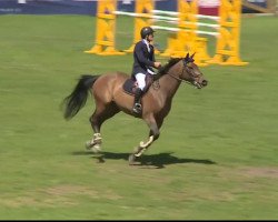 jumper Phenix du Rozel (Selle Français, 2003, from Quidam de Revel)