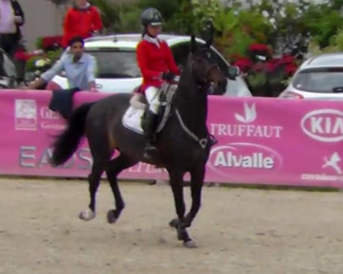 Springpferd Quercus Day (Selle Français, 2004, von L'Arc de Triomphe)